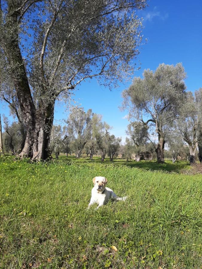 Tenuta Le Tre Querce Ξενοδοχείο Seminara Εξωτερικό φωτογραφία