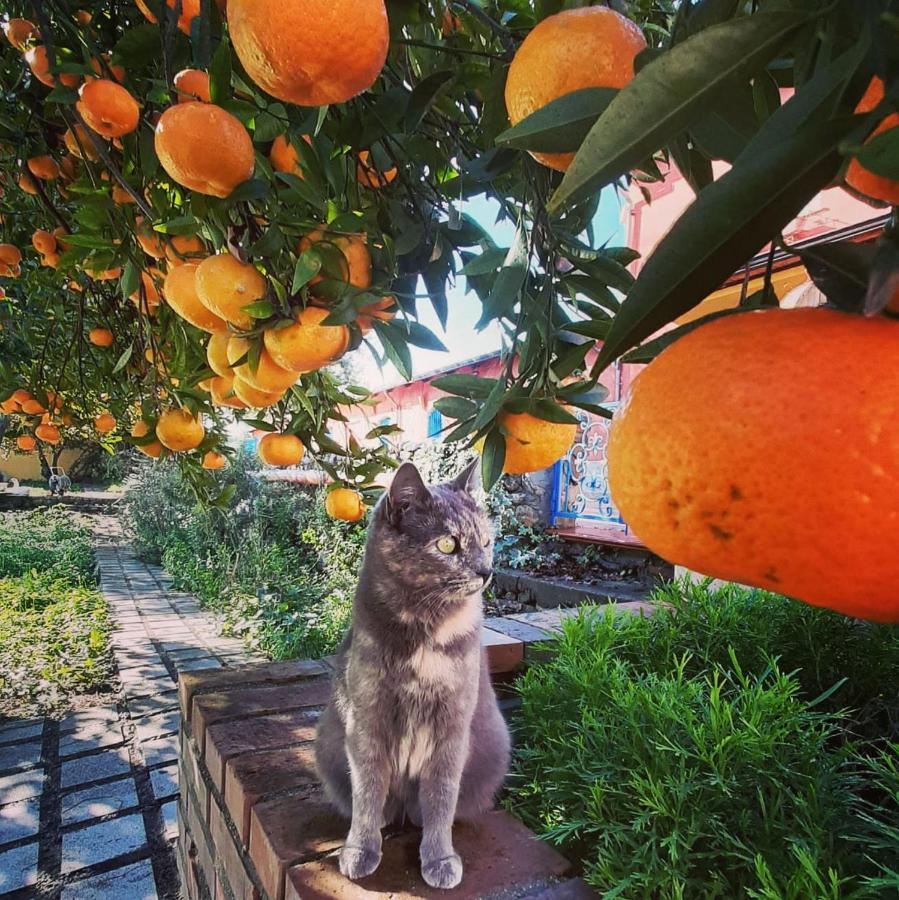 Tenuta Le Tre Querce Ξενοδοχείο Seminara Εξωτερικό φωτογραφία