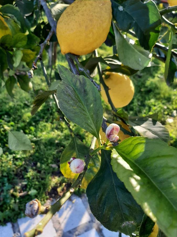 Tenuta Le Tre Querce Ξενοδοχείο Seminara Εξωτερικό φωτογραφία